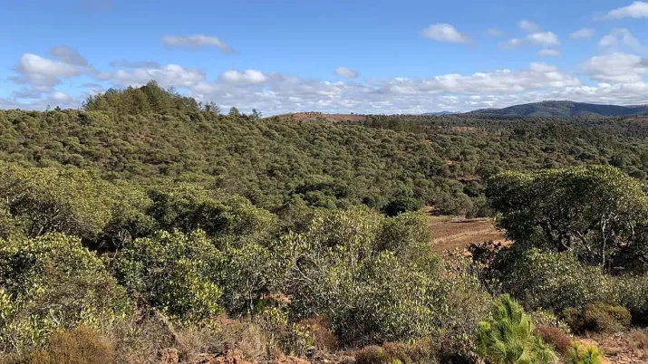 foret-tapia