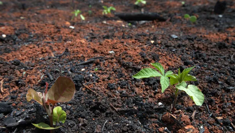 Au Mexique, des plantes qui repoussent après déforestation et dégradation des forêts 