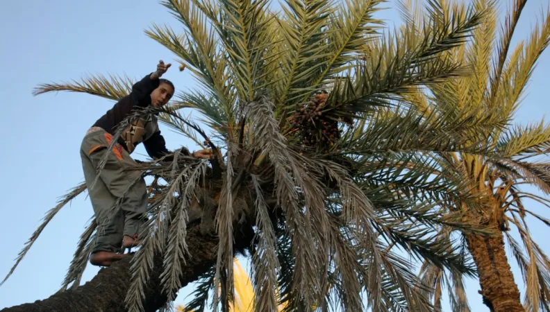 La société civile s’engage pour la sauvegarde des oasis