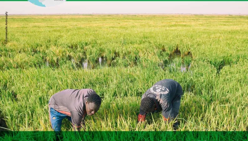 L'AFD et le climat et la biodiversité au Sénégal