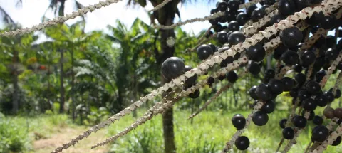 L’AFD et ses partenaires soutiennent le développement de l’agro-industrie guyanaise