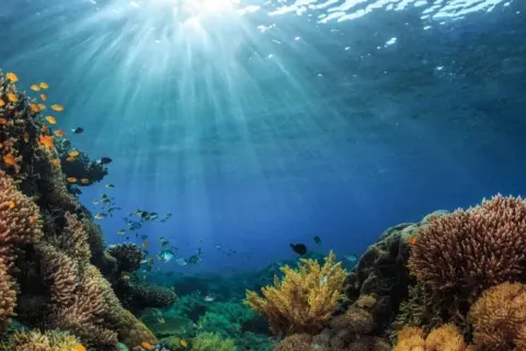 Initiative Kiwa, AFD, biodiversité et adaptation au changement climatique dans le Pacifique
